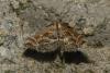 Diasemia reticularis